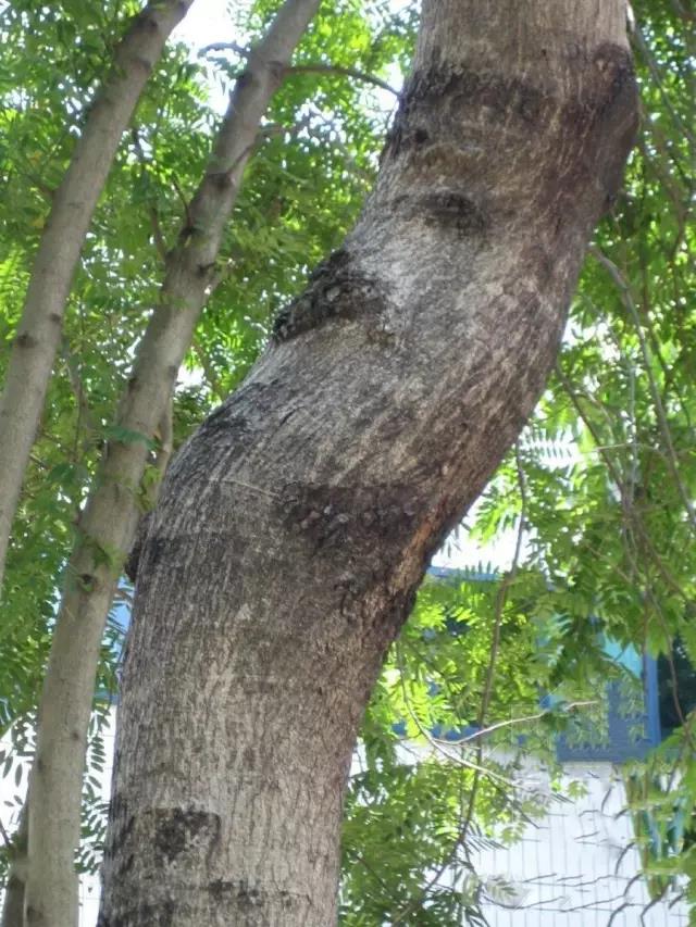 1615778166652583.jpg 4.jpg